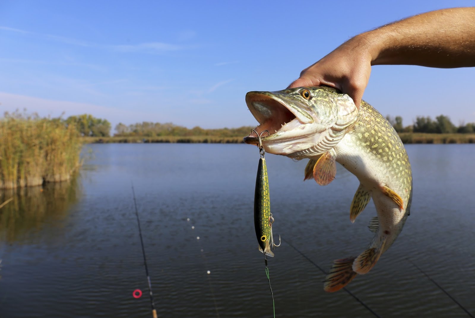 What to do When Going Freshwater Fishing