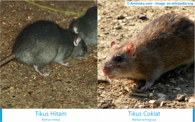 Perbedaan antara tikus hitam dan tikus coklat Perbedaan antara tikus hitam dan tikus coklat