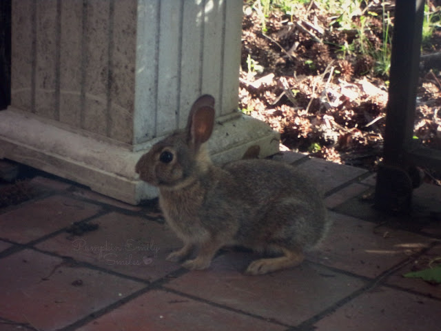 Cute bunny