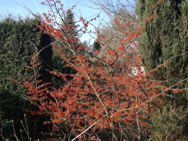 kwitnący oczar Diane hamamelis Diane