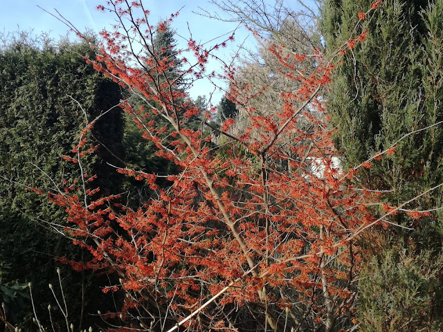 hamamelis Diane