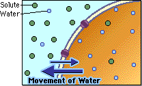 Living Environment: Diffusion and Osmosis