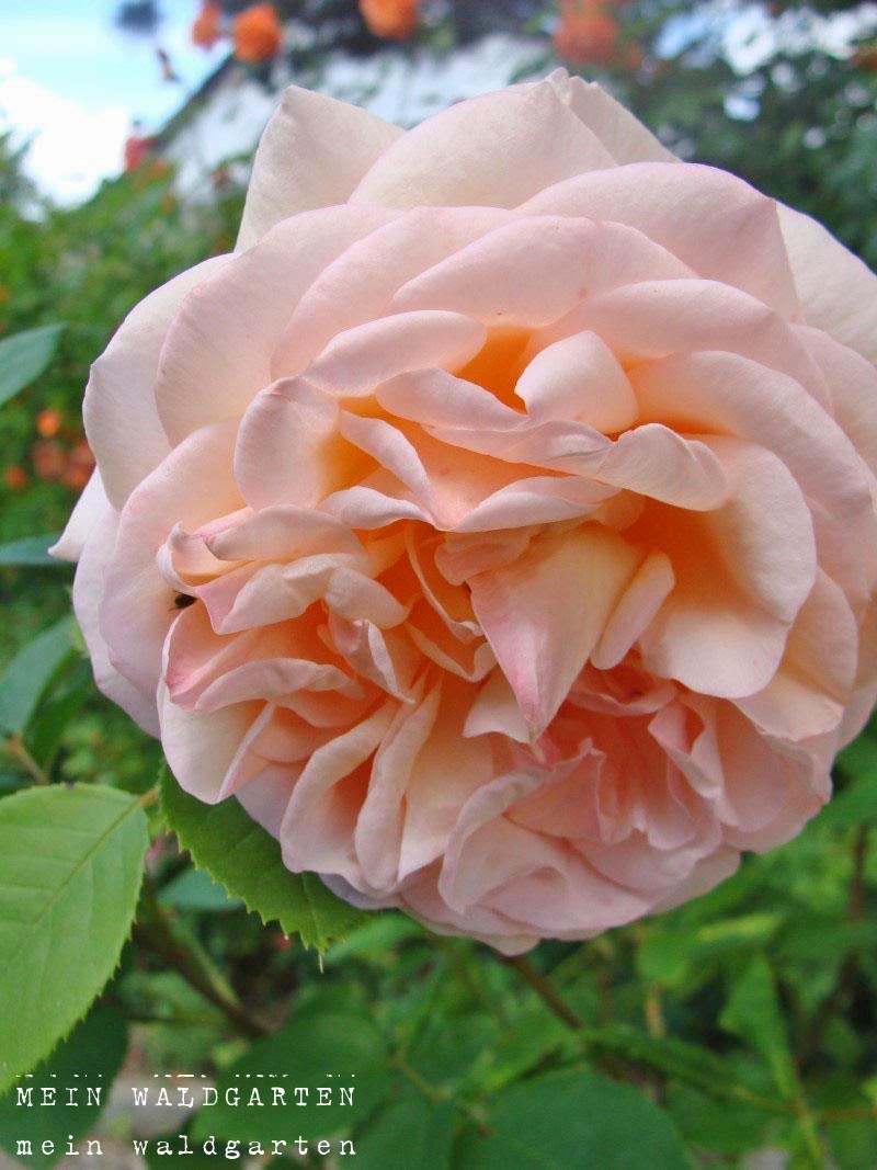 © Mein Waldgarten Anfang Juni die Rosen ein letztes Mal düngen!!!!!