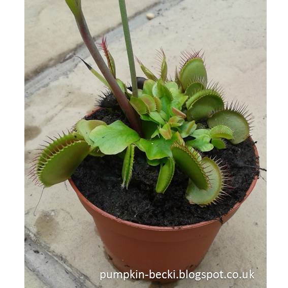 Dionea var. unknown growing well and flowering 2017 Dionea var. unknown growing well and flowering 2017 Venus Fly Trap