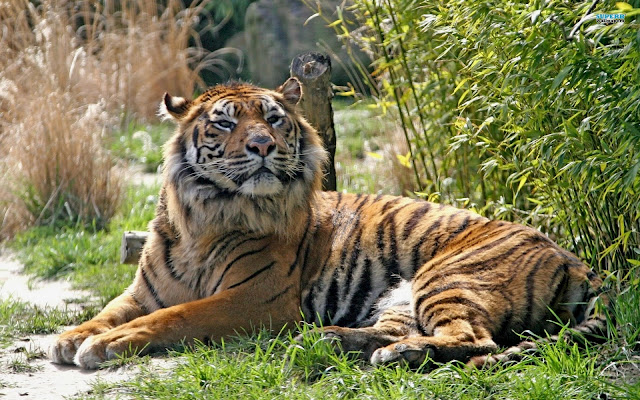 Z Best Cars >> Top 35 Most Beautiful Tiger Wallpapers Z Best Cars >> Top 35 Most Beautiful Tiger Wallpapers