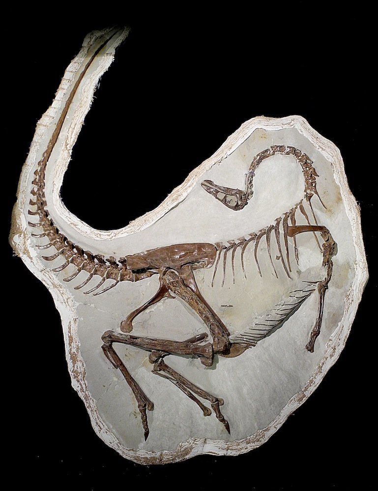A fossil ornithomimid the preserves. evidence of feathers. http://www.lives...