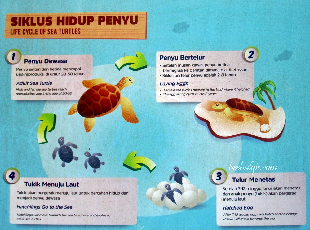 Pulau Kakaban &amp; Pulau Sangalaki, Selife Bersama UburUbur Hingga
