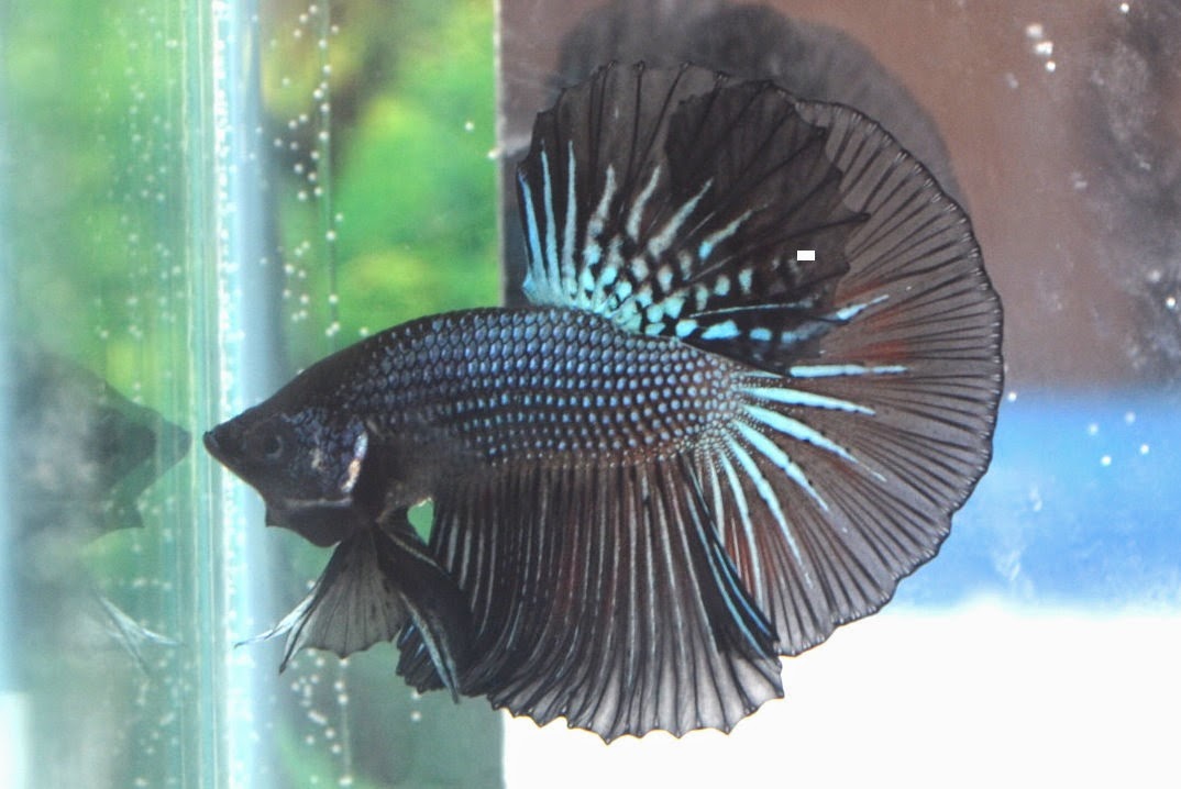 HM775 Black Orchid Dragon Halfmoon ! Betta 138