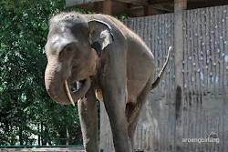 gajah sumatera kebun binatang ragunan jakarta