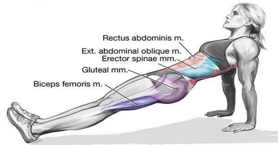 how to do reverse plank