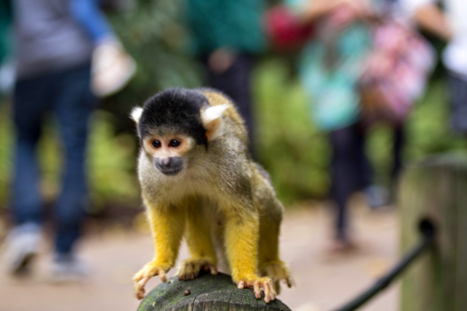 ZSL London Zoo: Monkeys