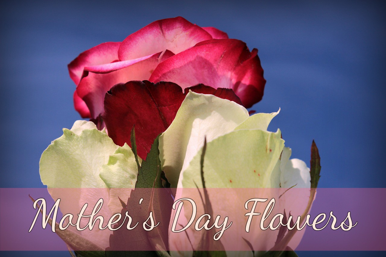 Honor Your Mother This Mother's Day With A Rose