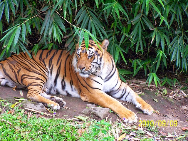 The endangered Sumatran tiger Extinct ~ Animal Pics On The World
