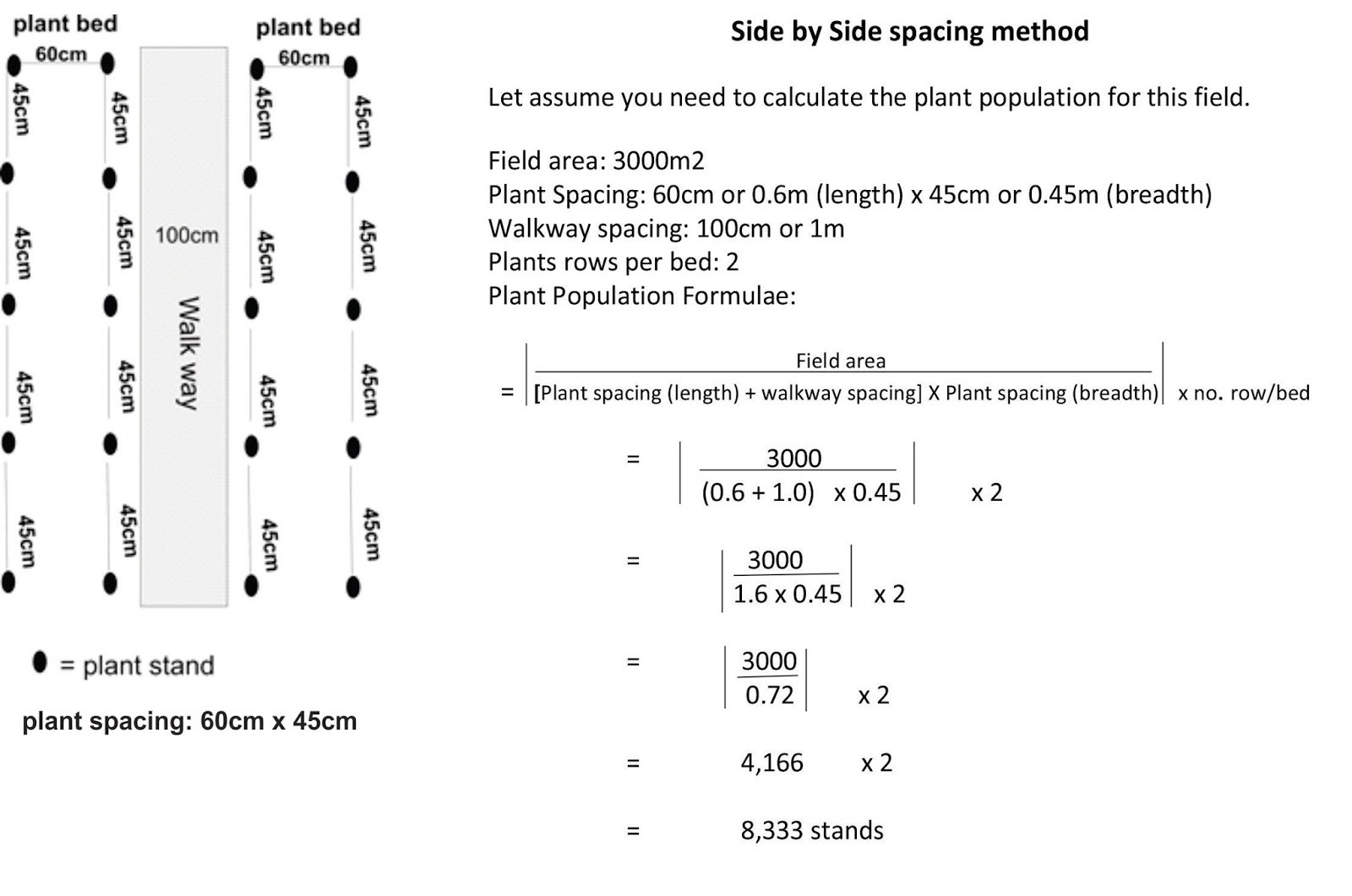 HOW TO CALCULATE PLANT POPULATION ON VEGETABLE FIELD HYBRID VEGGIES