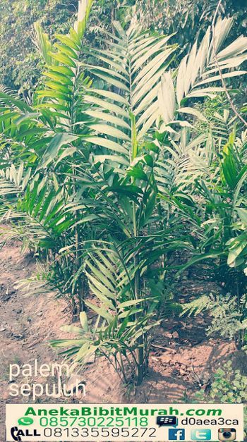 Jual Pohon Palem Sepuluh Harga Murah Jual Ikan Koi Murah