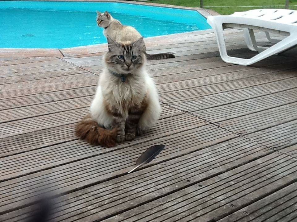 Tu Peux Pas Comprendre, T