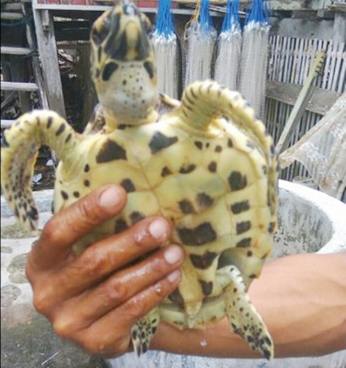 Selamatkan Nyawa Penyu Anwar Berharap, Si Kids Bisa Bertahan Hidup di