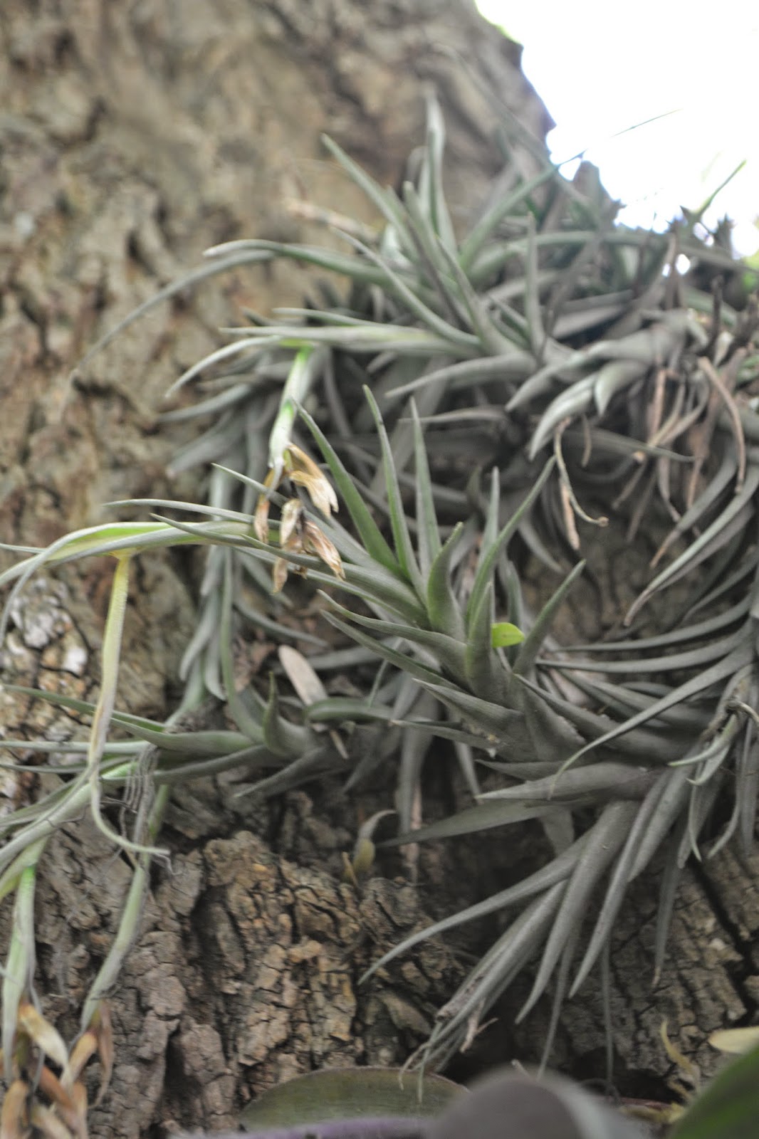 Tillandsia Aeranthos- Flor rosa violeta