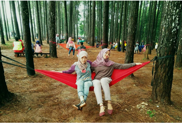 Eksotis Hutan Pinus Di Wana Wisata Pokland Cianjur Eksotis Hutan Pinus Di Wana Wisata Pokland Cianjur