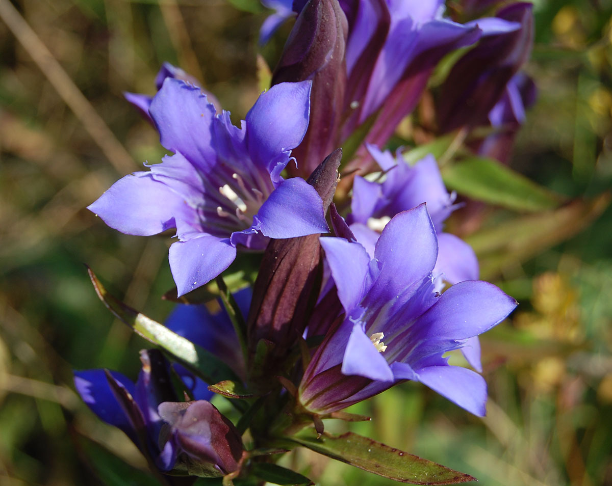 Flor de Bach Gentian (Genciana de campo) 12