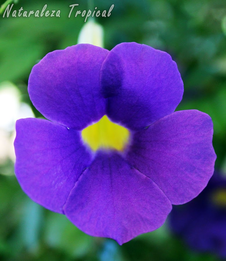 Flor del arbusto conocido como Manto de Rey, Thunbergia erecta
