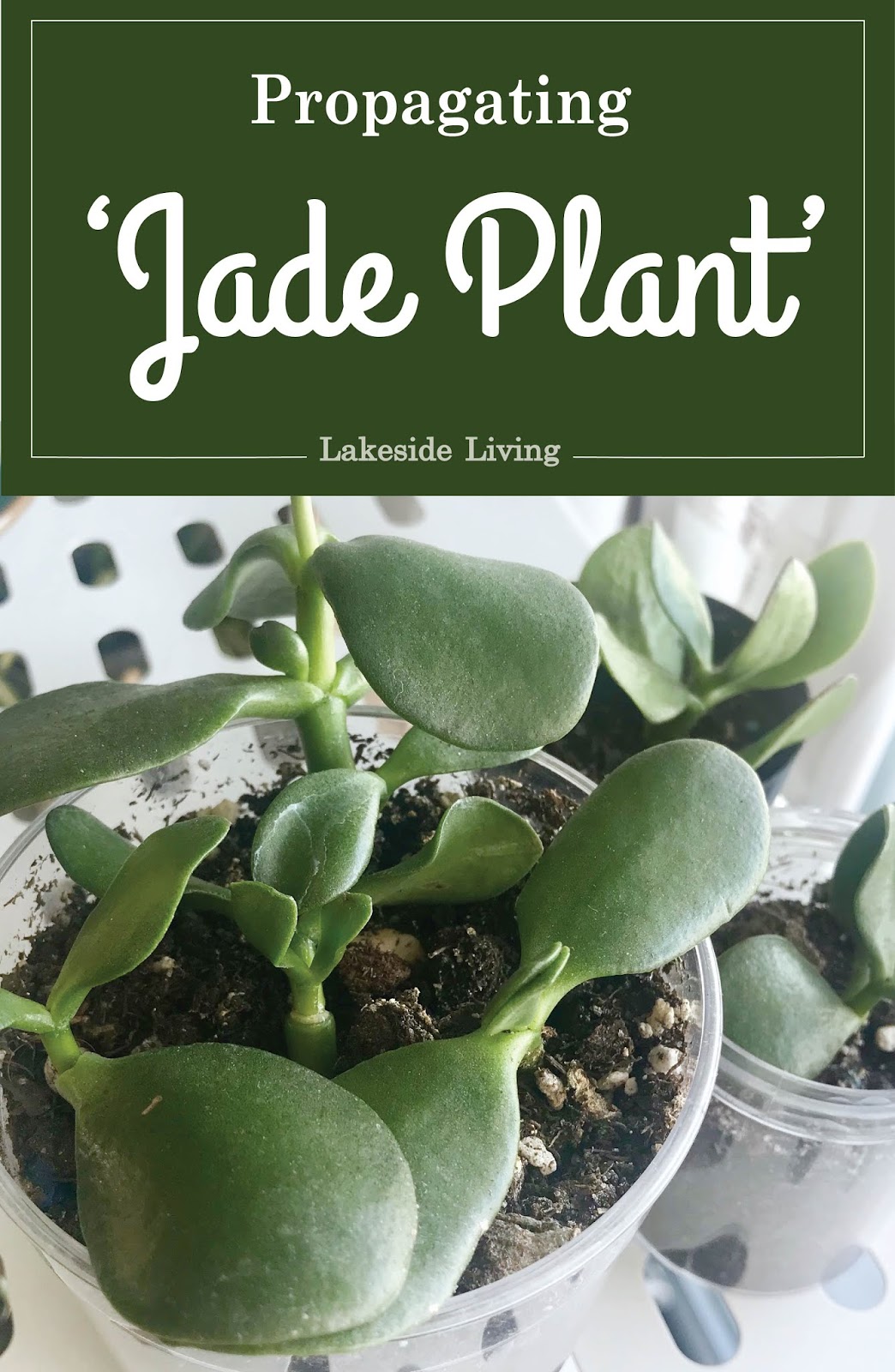 How to Grow and Propagate Jade Plant