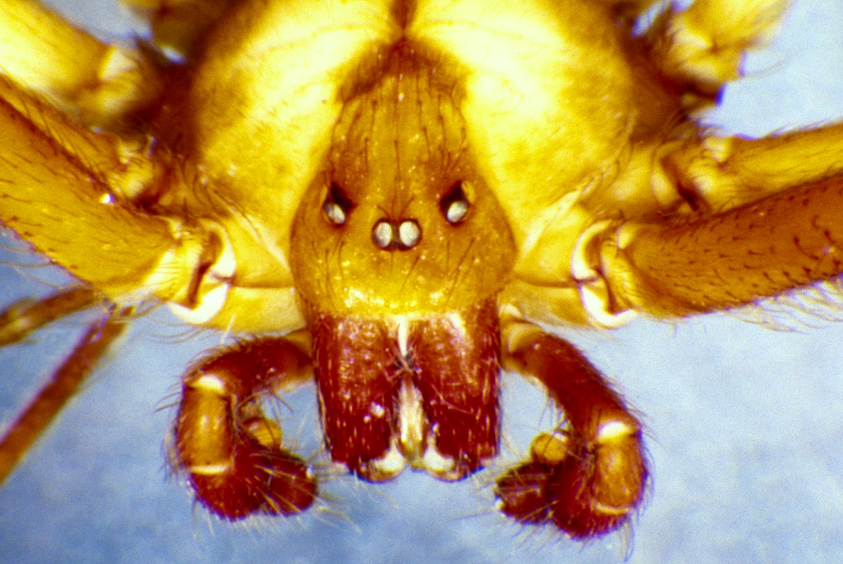 Brown Recluse Spiders  Nebraska Extension in Lancaster County