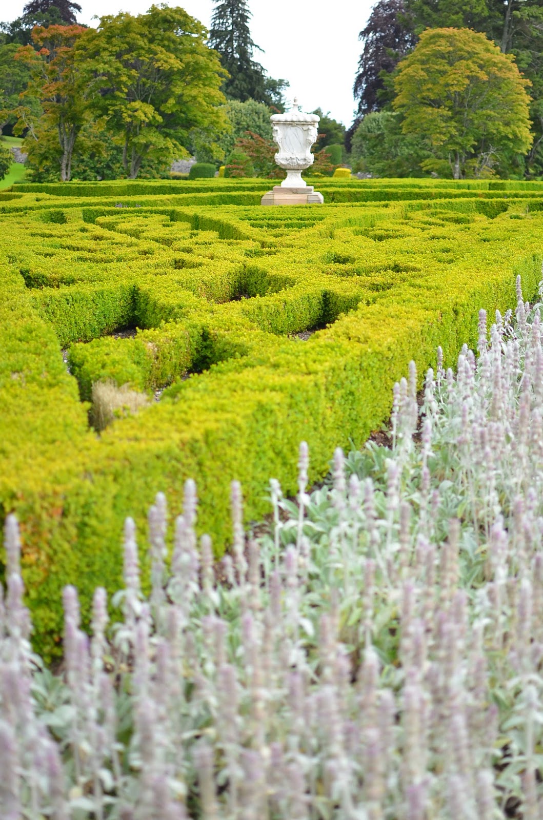 Lambsear Drummond Castle Scotland Lambsear Drummond Castle Scotland