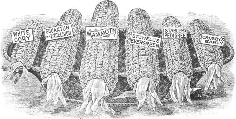 Intrinsic Sizes: El contenido de los hijos define la anchura del padre