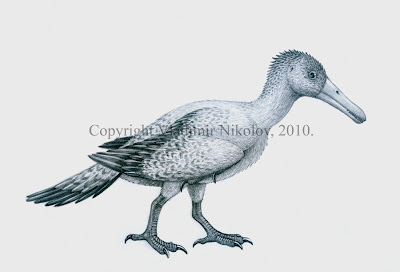 aves prehistoricas de China Longipteryx