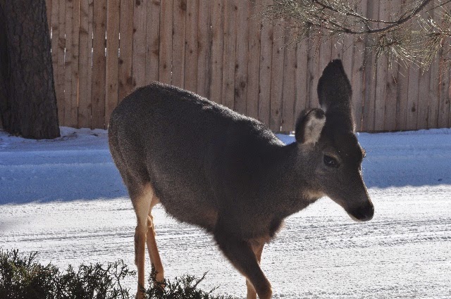 deer snow Colorado Springs coloradoviews.filminspector.com