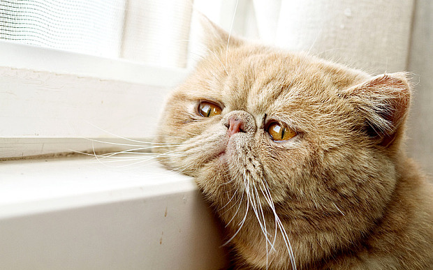 Berdosa Ke Mandulkan Kucing? Tak Larat Nak Jaga Banyak Sangat Berdosa Ke Mandulkan Kucing? Tak Larat Nak Jaga Banyak Sangat
