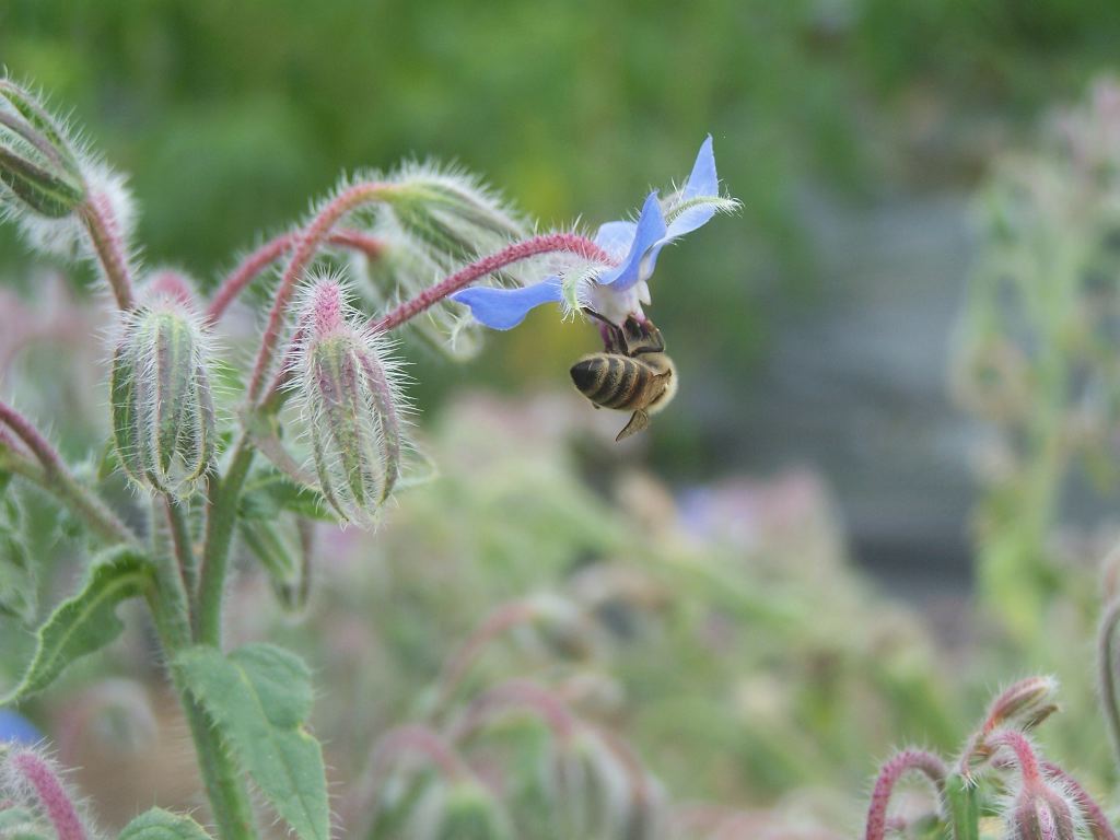 Honey Pie Hives & Herbals The Mysterious Buckwheat Honey