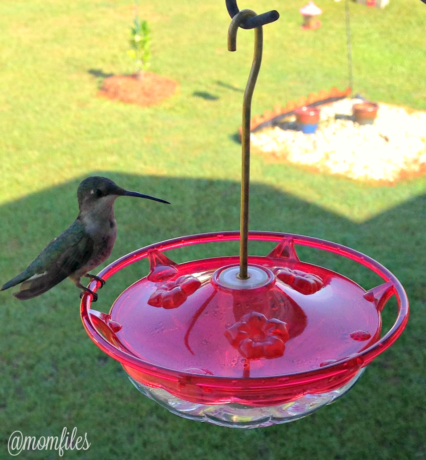 best hummingbird feeder location