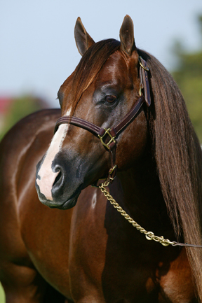 disagio del cavallo texas