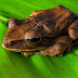 17 Fakta dan Karakteristik Tentang Katak
