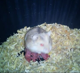 Cara Merawat Bayi Hamster Lengkap
