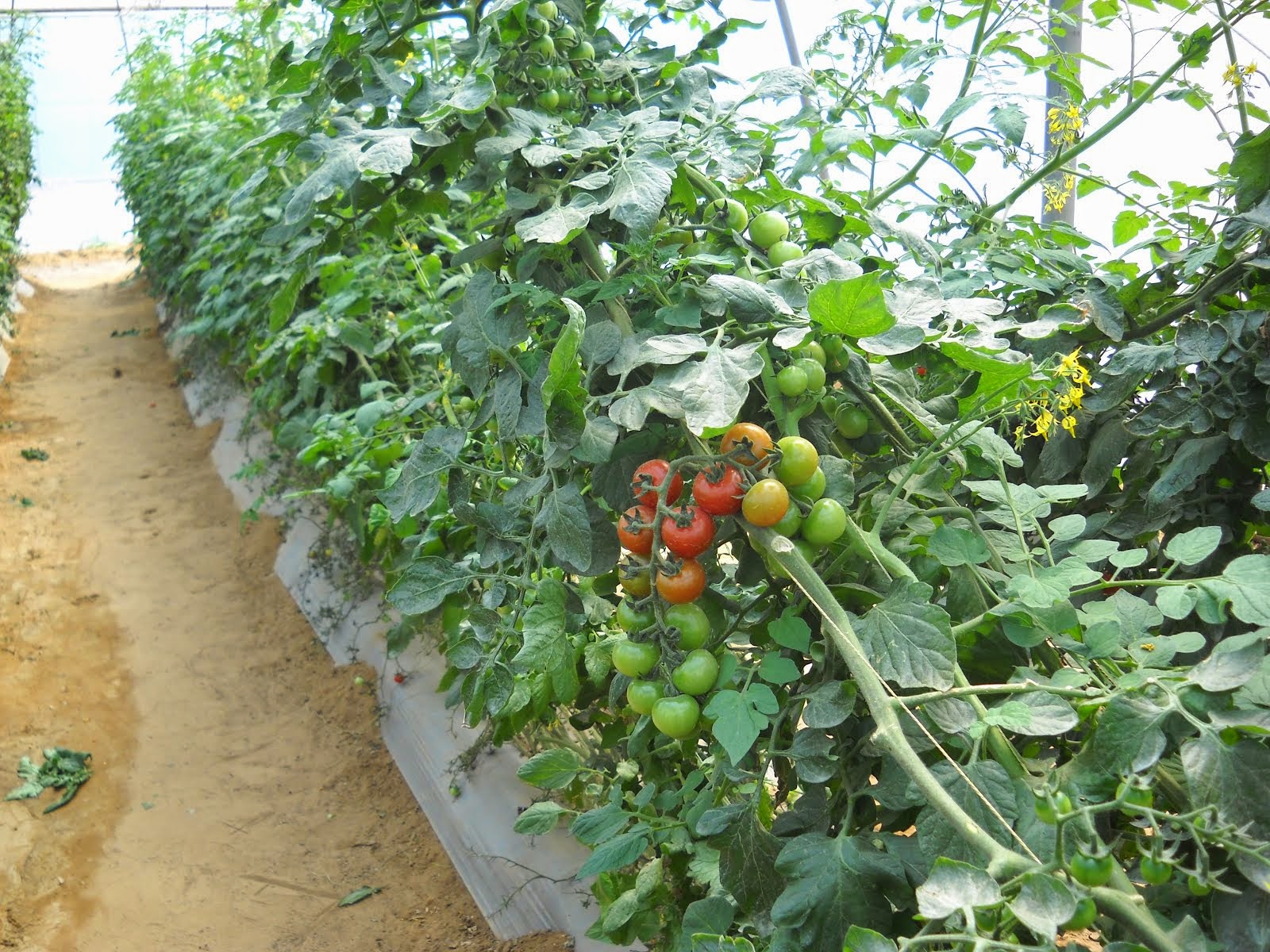 FILED BY GREEN HOUSE CHERRY TOMATO