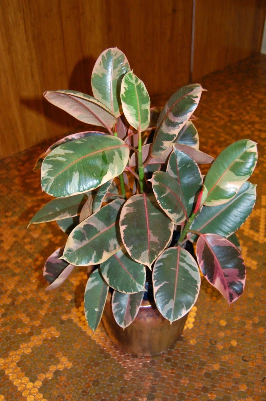 The Indoor Garden How to grow a Ficus Ruby