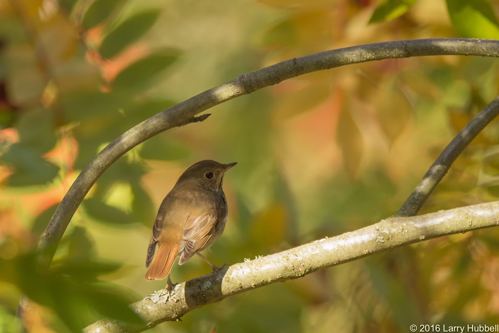 Union Bay Watch : A Little Brown Bird