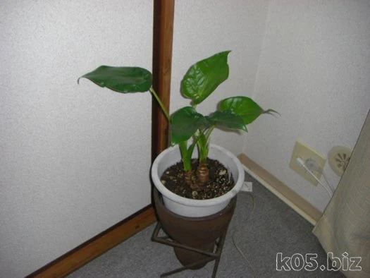 クワズイモを育ててみる 100円ショップの観葉植物 某氏の猫空