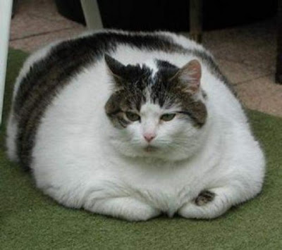gato gordo robaba comida de los vecinos