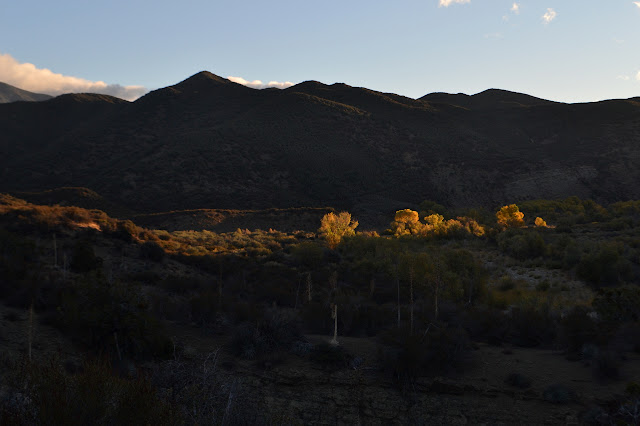 sunlight in yellow leaves