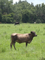 Ganado Ganado