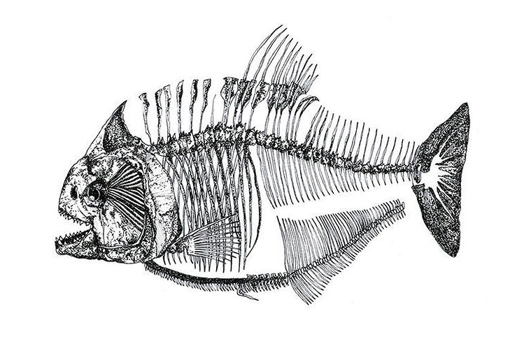 1 22 рыба. Скелет рыбы раскраска для детей.