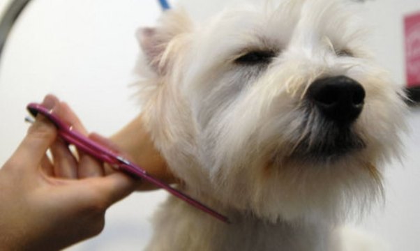 12 tips sobre el pelo, color y estética del bichón maltes | bichon