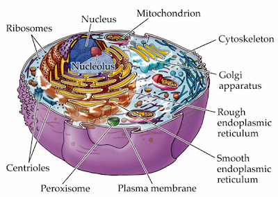 Cell