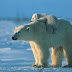 À cause du réchauffement climatique, des ours polaires sont forcés de dévorer une baleine entière sur la terre ferme.