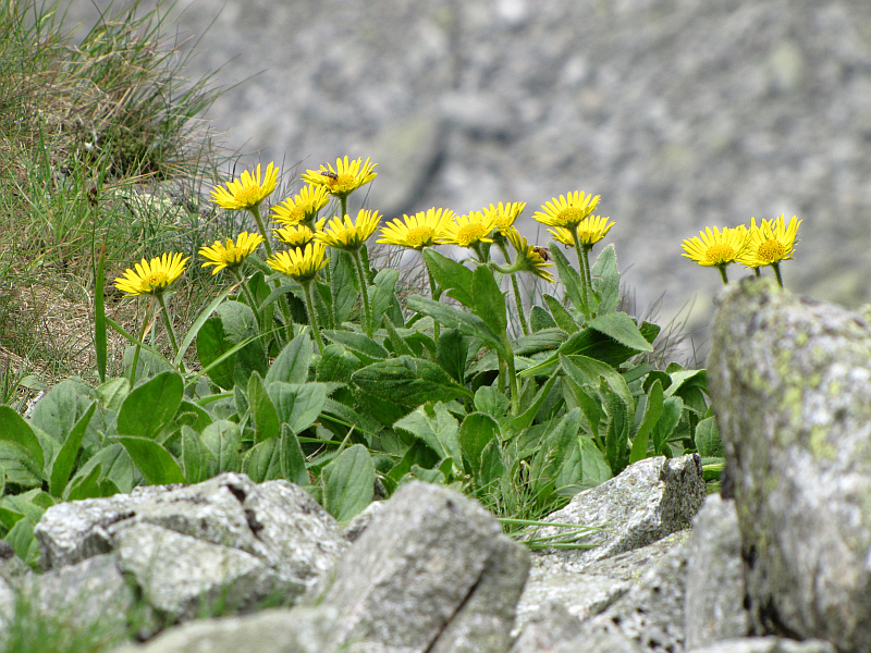 Nieliczne kępki roślinności na Kozich Czubach- Omieg kozłowiec (Doronicum clusii).