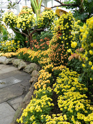 Layers of mums at Allan Gardens Conservatory 2015 Chrysanthemum Show by garden muses-not another Toronto gardening blog